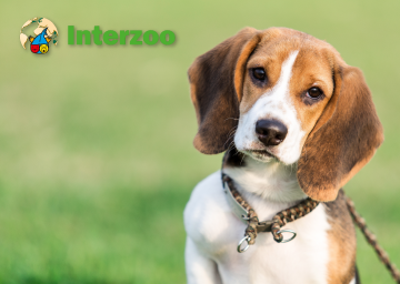 2024 INTERZOO 