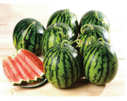 Korean Fresh Watermelon