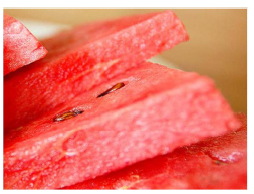 Korean Fresh Watermelon