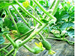Korean Fresh Watermelon
