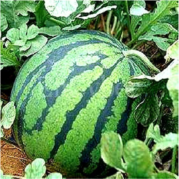 Korean Fresh Watermelon
