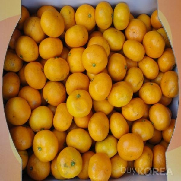 Korean Mandarins Oranges