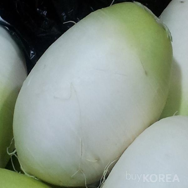 Korean Radish