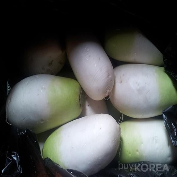 Korean Radish