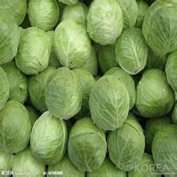 Korean Cabbages