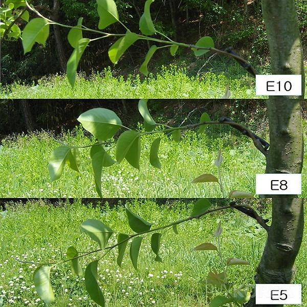 Comparison of bending angles on the same persimmon branch using different E-twister sizes