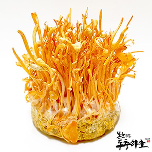 Cordyceps militaris3