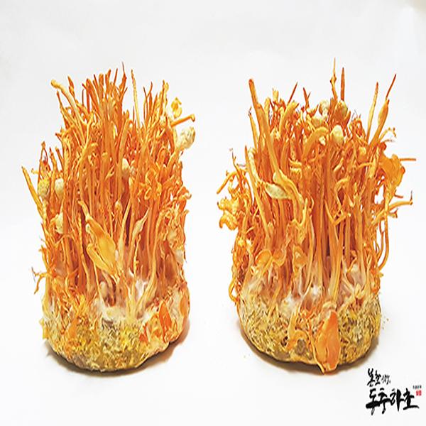 Cordyceps militaris4