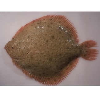 Turbot