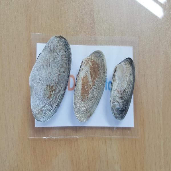 IQF Koeran Clams