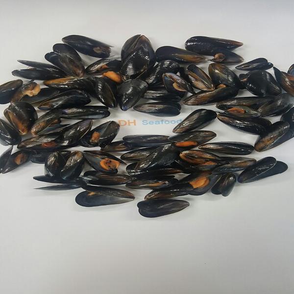 Steamed IQF Mussels 1