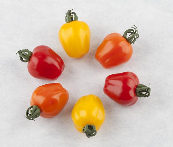 Three color APPLE TOMATO