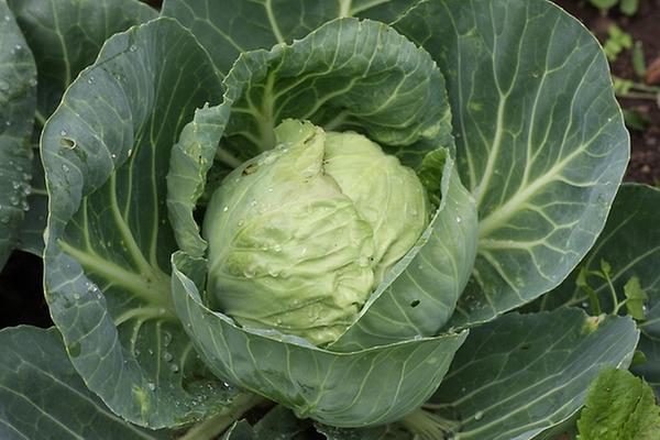 Cabbage