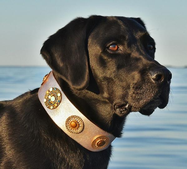 Designer dog collar