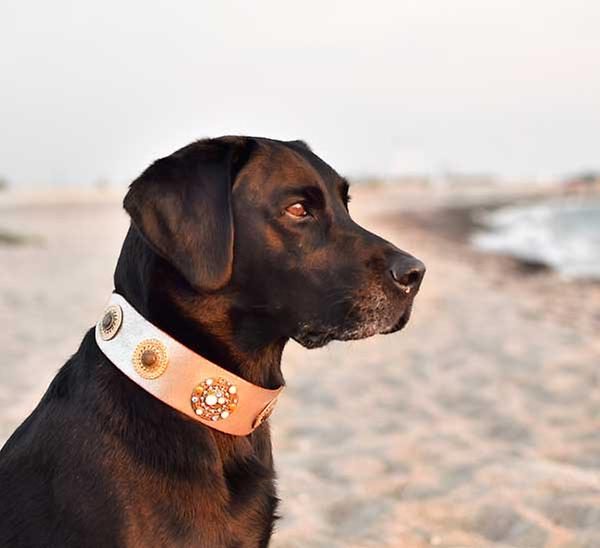 Designer dog collar