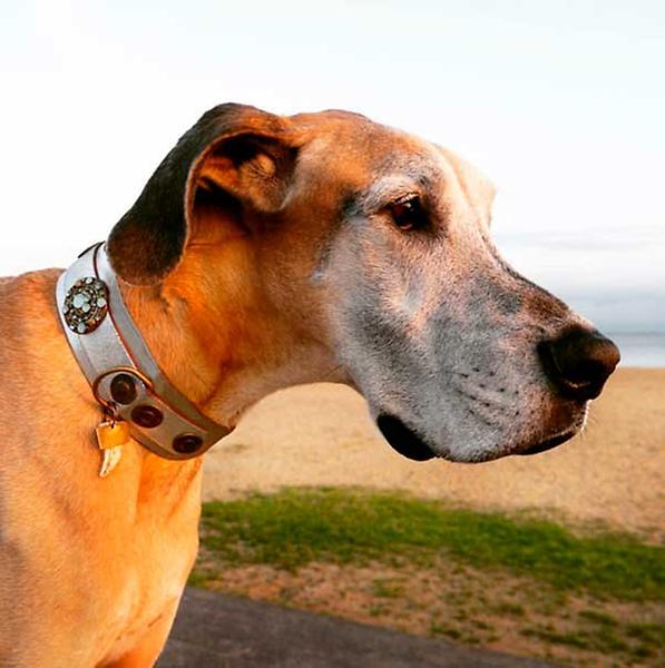 Designer dog collar