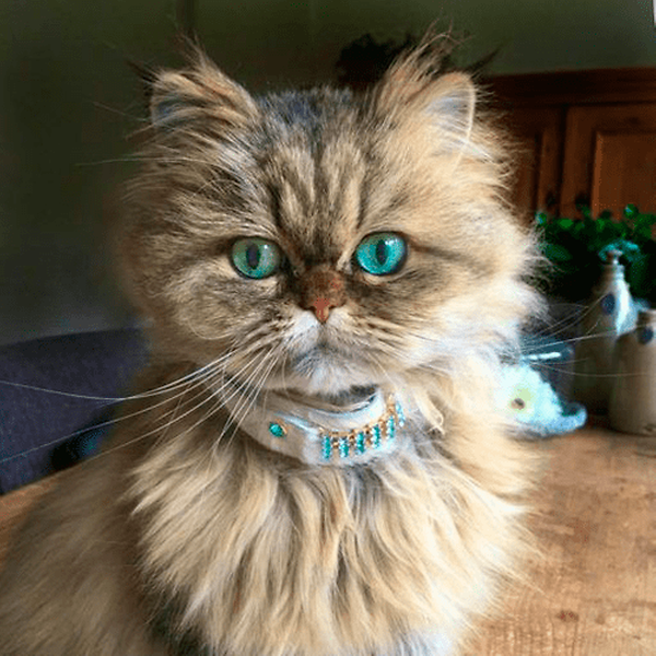 cat collar