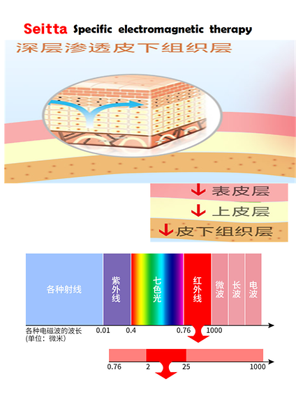 epidermal layerepithelia