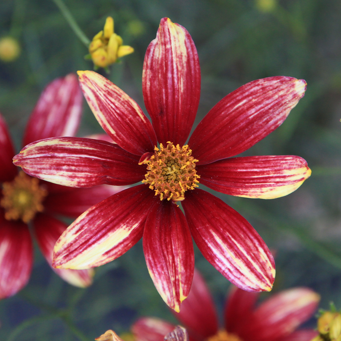 Coreopsis verticillata Red Sunlight1