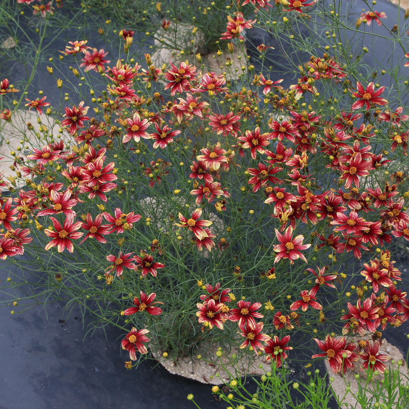 Coreopsis verticillata Red Sunlight2