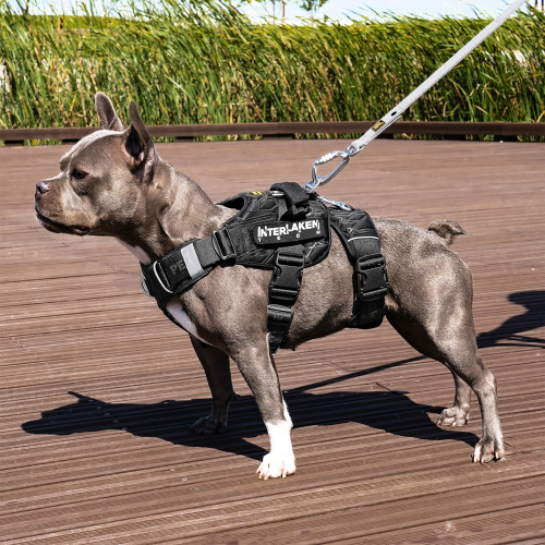 Interlaken Tech Dog Harness