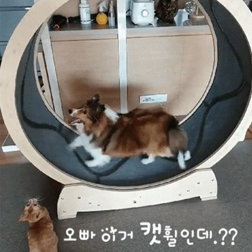 Cats runs to chase a fish in the wheel for fun