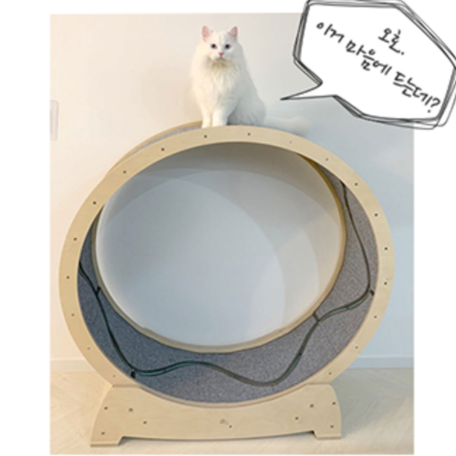 Provide cats with big immersion and fun