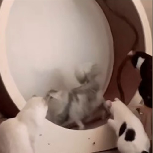 Premium birch plywood used 