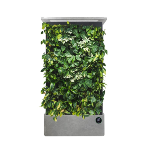Plant Air Purifier