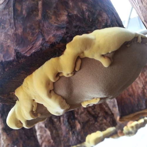 365 Emergencies Sanghwang Mushroom Extract Stick