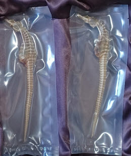 Dried Seahorse set