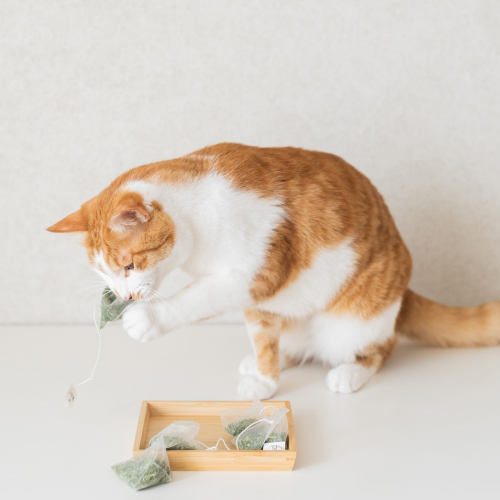 Versatile Catnip: Refresh Toys, Relieve Stress
