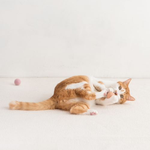 Encourage Cat Play & Exercise Boost Energy