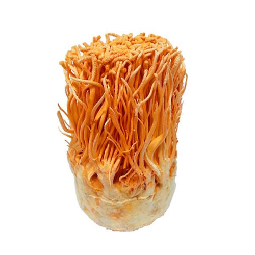 Cordyceps militaris1