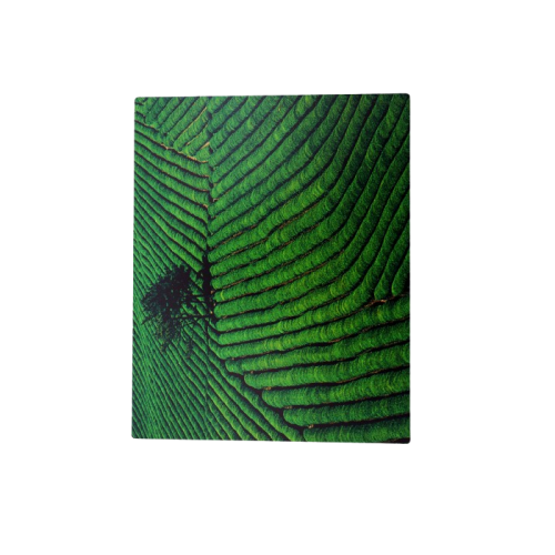 this image stands for: tea plantations