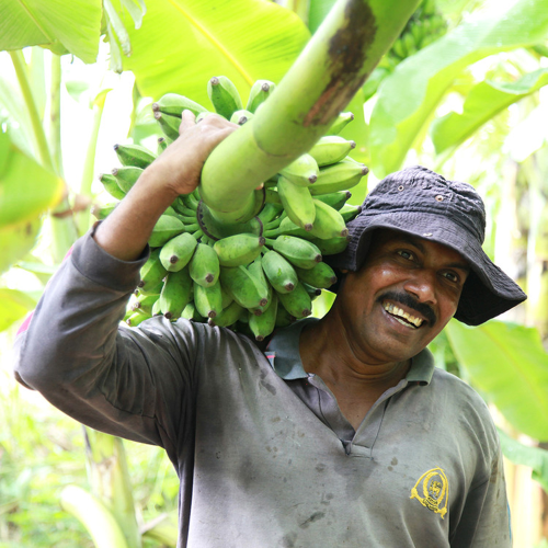 Fairtrade banana producer in Sri Lanka