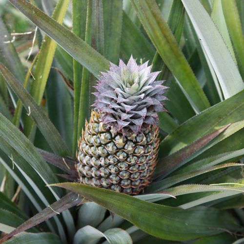 Fairtrade pineapple in Sri Lanka