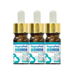 동물을 위한 세계 최초의 엑소좀 기반 동물용 창상피복재 (젤 타입)