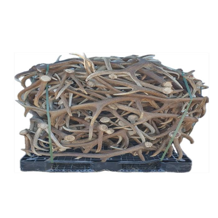 This deer antler helps clear people's head, activate their brain and boost their immune system by replenishing exhausted energy.