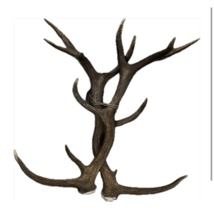 This deer antler helps clear people's head, activate their brain and boost their immune system by replenishing exhausted energy.