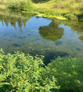 Golf hazard water purification