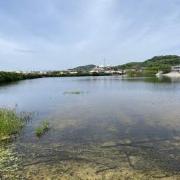 Lake water purification