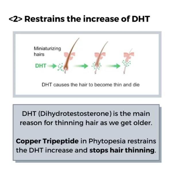 <2> Copper Tripeptide stops Hair Thinning
DHT Hormones (Dihydrotestosterone) is the main reason many mid-age men and woman after giving birth experience hair thinning. 
Copper Tripeptide in Phytopesia stops the increase of DHT and restrains hair from thinning.