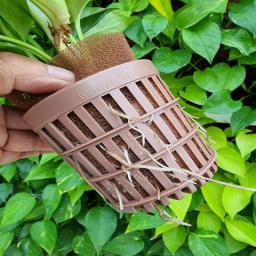 The expandability and breathability of the roots make them healthy.