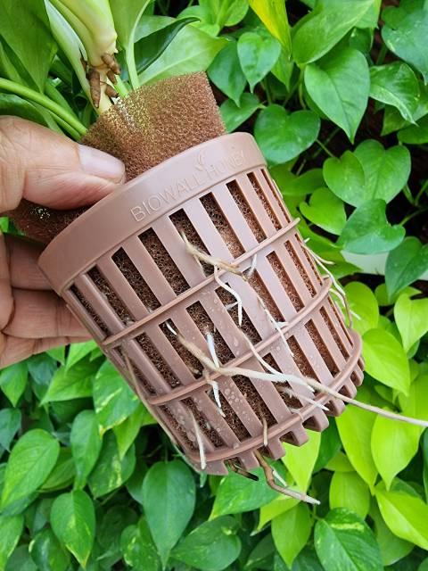 The expandability and breathability of the roots make them healthy.