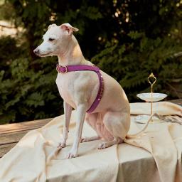 [KANDOG] Trevi harness