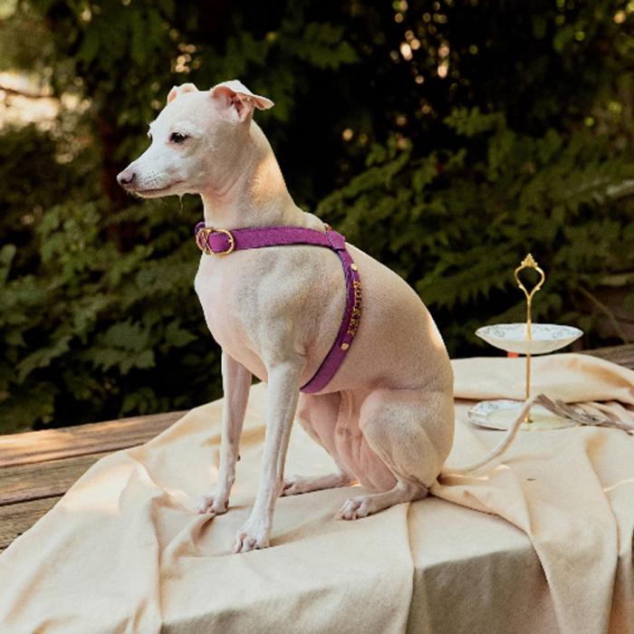 [KANDOG] Trevi harness