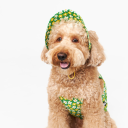 It is a bucket type hat that protects dog from strong sunlight. It helps protect your dog's eyes and head from glare and ultraviolet rays. Made of cooling material, it can be worn coolly even on hot days.

If you put it on dog's head and tighten it with a rubber band under chin, you can easily put it on, and the back is covered with a rubber band to prevent it from peeling off.

You can choose the size that matches the size of the head and the width between the ears.
