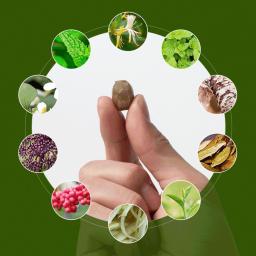 Herbal medicine, herbal candy