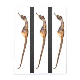 the packaging design for seahorses